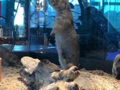 -昆明大悦城未来动物城(螺蛳湾中心店)