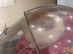 -瑞派天使宠物医院·神经外科·骨科·核磁(洛川中路店)
