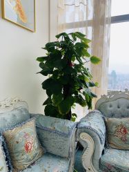 -久匠·纹眉半永久野生眉