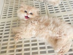 -lincat·猫舍(广州店)