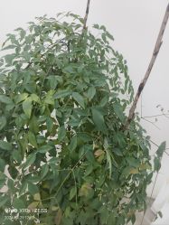 -HEYAN荷妍专业脱毛连锁机构