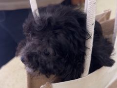 -天宠宠物医院24小时·急重症诊疗中心·全科·腔镜特色(和平分院)