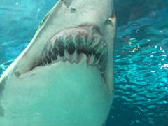 -上海海洋水族馆