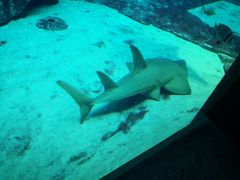 -迪拜水族馆及水下动物园