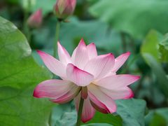 -花开海上生态园