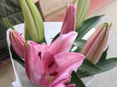 -花鸟鱼虫鲜花绿植市场(玉泉路店)