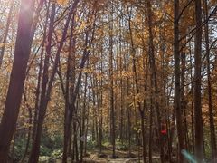 -桤木河湿地公园