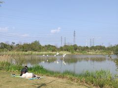 -上海长兴岛郊野公园