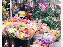 -曲阳花鸟市场(曲阳路店)