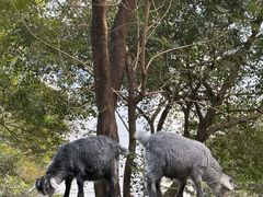 -深圳野生动物园