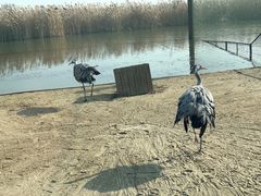 -盐城丹顶鹤湿地生态旅游区