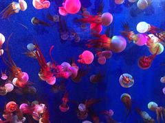 -成都浩海立方海洋公园