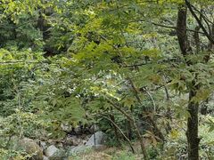-大围山国家森林公园