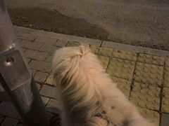 -宠物家(大兴旧宫店)