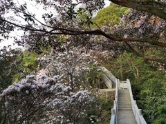 -梧桐山风景名胜区