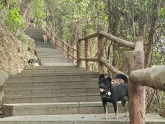-铁山坪森林公园