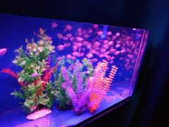 -巨鹏飞梦幻海岸