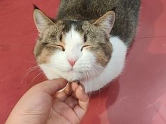 -和它·交个朋友·狗咖猫咖(爱琴海店)