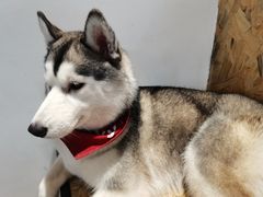 -Husky Go! 哈士奇体验馆·宠物咖啡厅狗咖