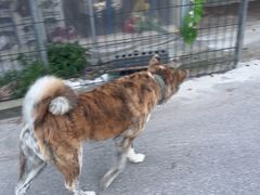 -马陆小张葡萄园农家乐