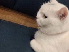 -伟伟宠物医院·瑞派猫友好医院·猫科(光谷店)