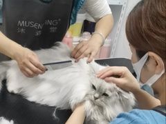 -山宅一喵德文卷毛猫舍