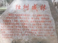 -瑞丽独树成林风景区