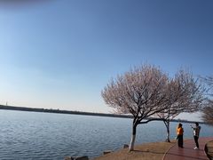 -丁香湖公园