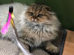 -猫亿天猫咖