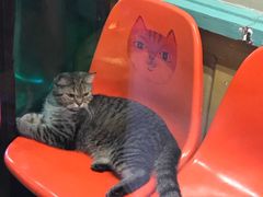 -猫咪博物馆(顶澳仔猫街店)