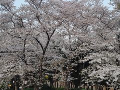 -嘉定紫藤园