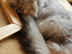 -猫友咖啡店(玉林西路店)