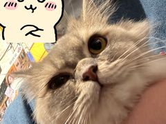 -平行世界·猫咖(首经贸店)
