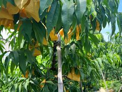 -老袁家蜜桃农场·阳山水蜜桃