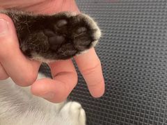 -comecome来吧宠物(奥克斯中心店)