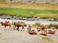 -新疆天山野生动物园