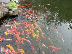 -青岛鑫江温德姆酒店