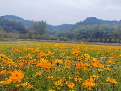 -红山村