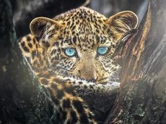 -罗红摄影艺术馆