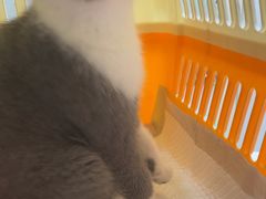 -安安宠医宠物医院·异宠·犬猫内科(岳阳分院)