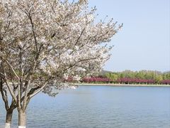 -羊山湖公园
