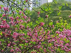 -重庆彩云湖湿地公园