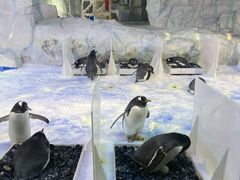 -芜湖新华联大白鲸海洋公园