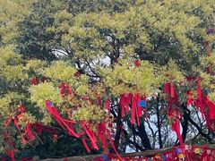 -广州市帽峰山景区