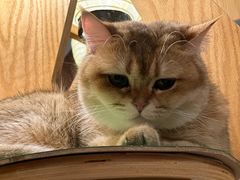-MOCHA明星猫咖(田子坊店)
