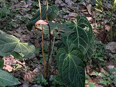 -中国科学院西双版纳热带植物园