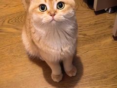 -欣宠猫屋·矮脚拿破仑·蓝金金渐层