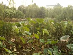 景点-后襄河公园