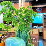 菌彩又在北市区开新店啦 这次这个新店的环境真的太好啦