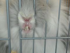 -藦茜花园宠物主题亲子互动体验馆(国顺东路店)